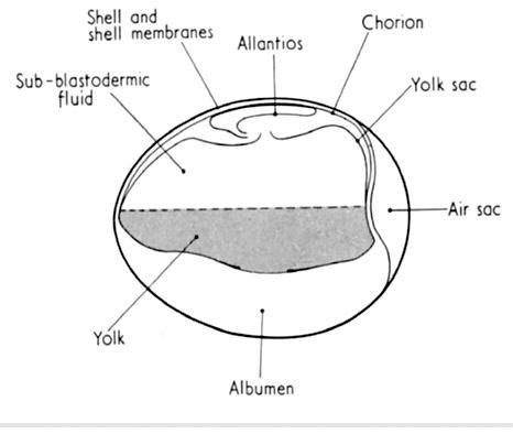 Fig 2a